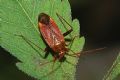 Adelphocoris ticinensis